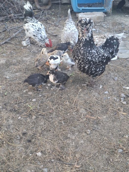 Продам Японские куриц и петушо.₸