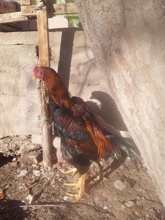 Vork tovuq xo'rozlar jo'jalar