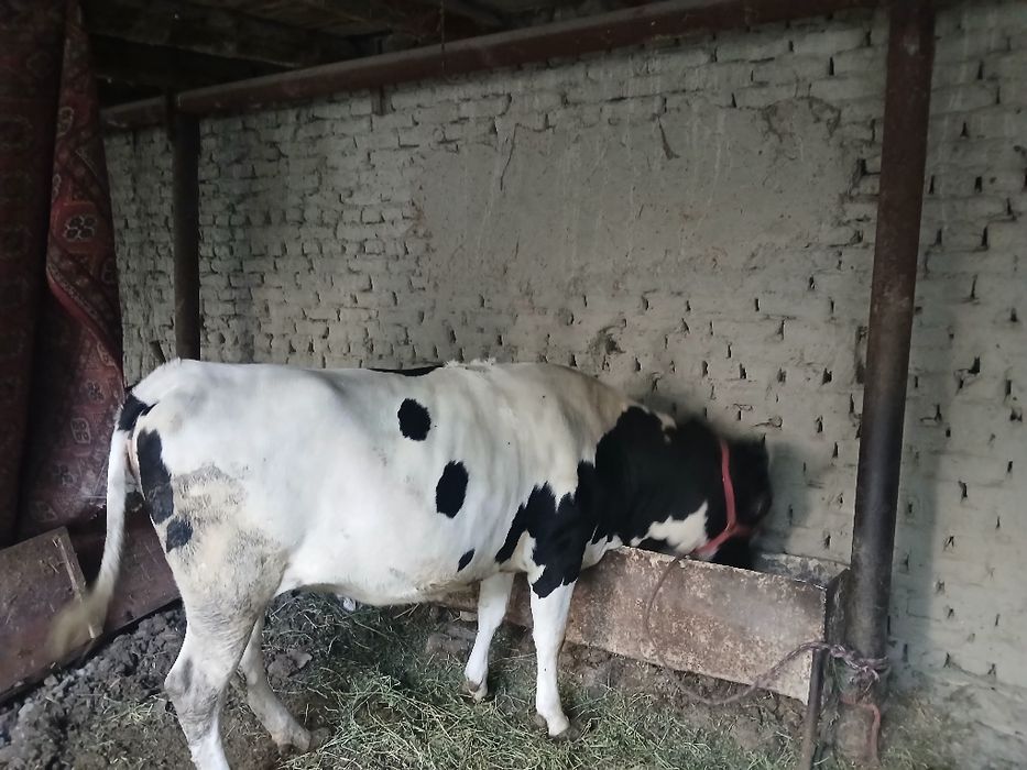 Mol sotiladi g'unojin