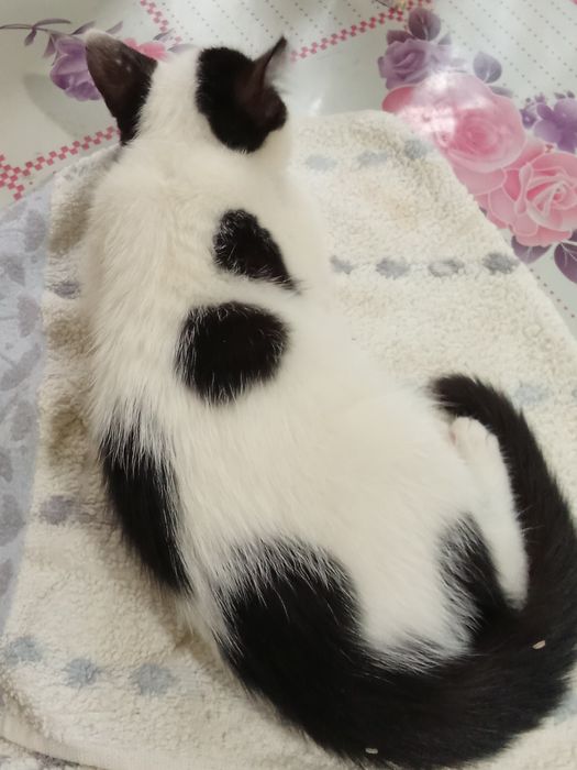 Отдам в хорошие руки