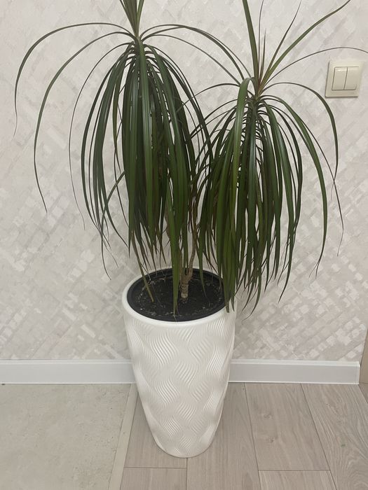 Продам комнатные растения