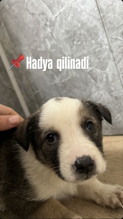 Hadiyaga kuchukchalar, Zoti aralash metis ,Nemis ovcharkasi  aralash