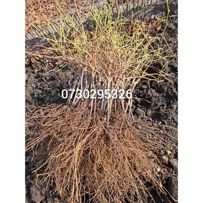 Butași viță de vie Altoita și Hibrida anul 2 și 3 de vegetație