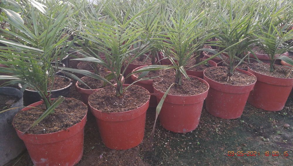 Palma Finik kanarskiy Kóchati