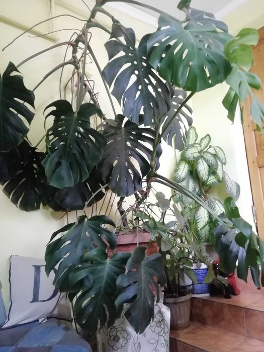 диффенбахия,хорошо очищает воздух.