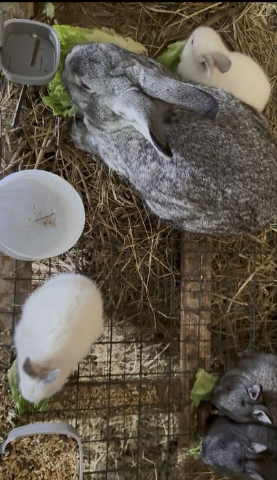 Продам малышей кроликов