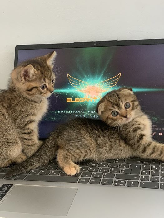 срочно scottish fold va straight
