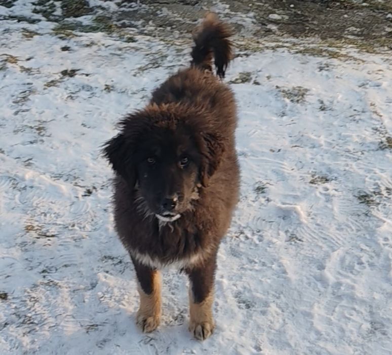 Cioban ceva frumos Tibetan