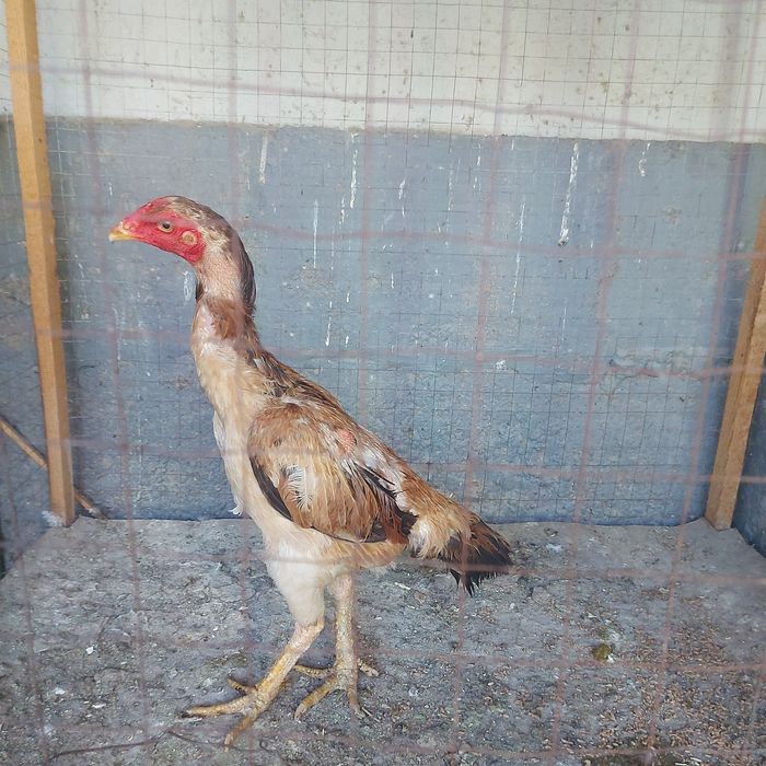 Хинтушка 1.5год мошная курочка