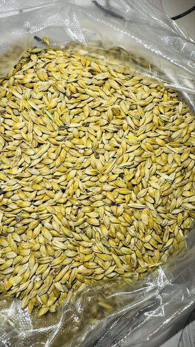 Ячмень семенной чистый