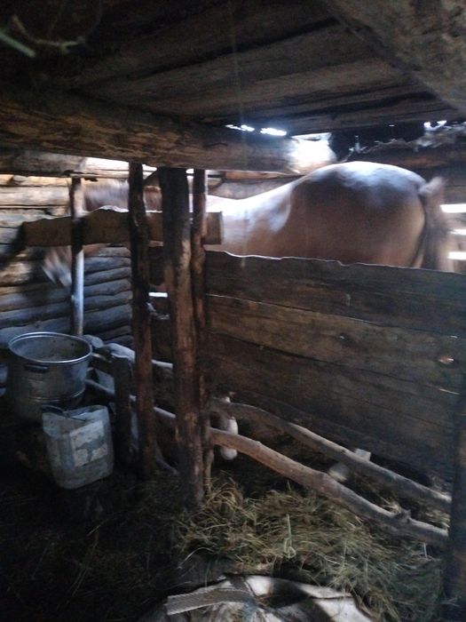 Продам айгыр и два тай