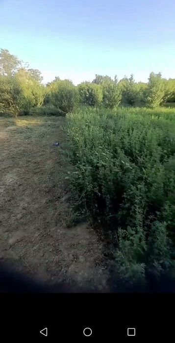 shaftoli bogʻ sotiladi!