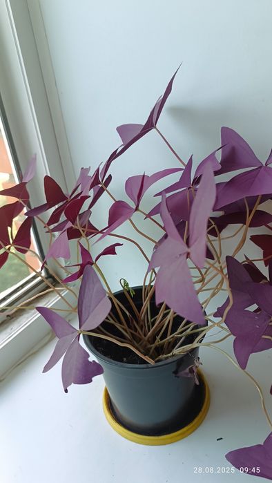 Оксалис Кислица фиолет.