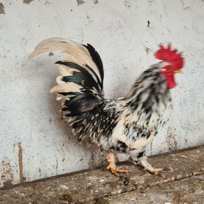 Cocosei pitici de vanzare