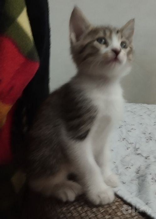 Котёнок домашний.
