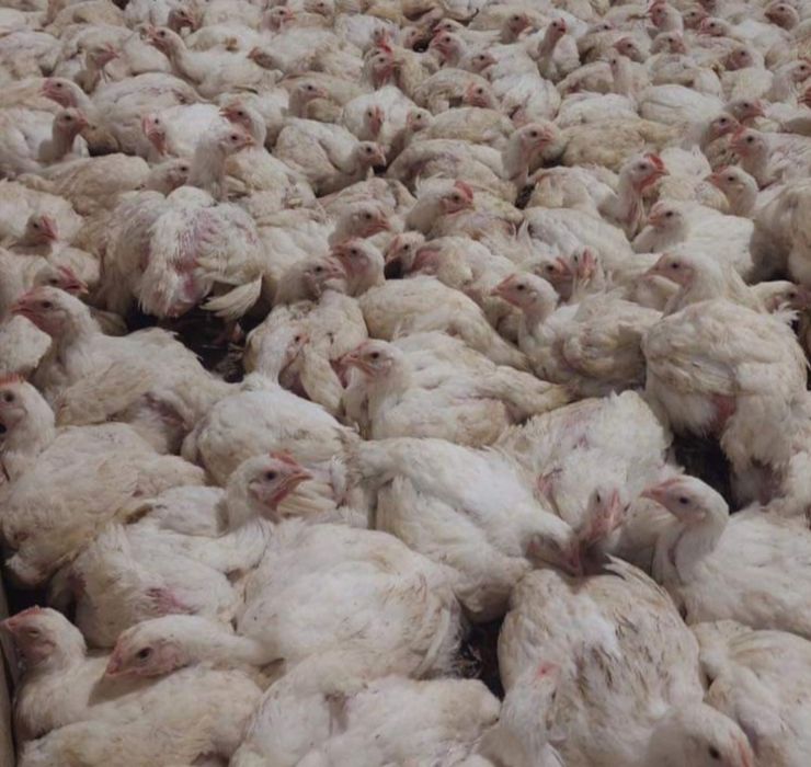 Pui zburati(alb de carne,rosu si porumbac)