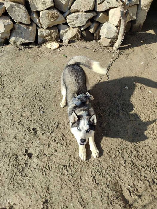 Haski toza sibirskiy 1yoshlik