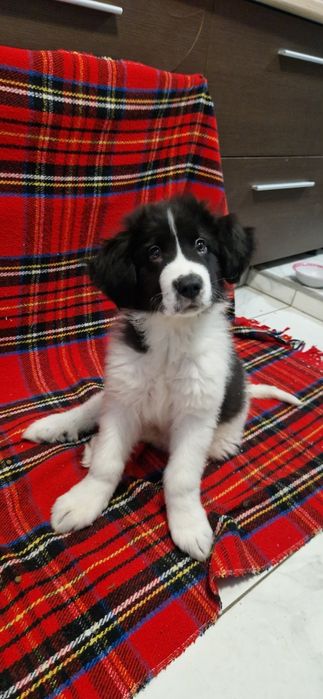 Ciobănesc de bucovina