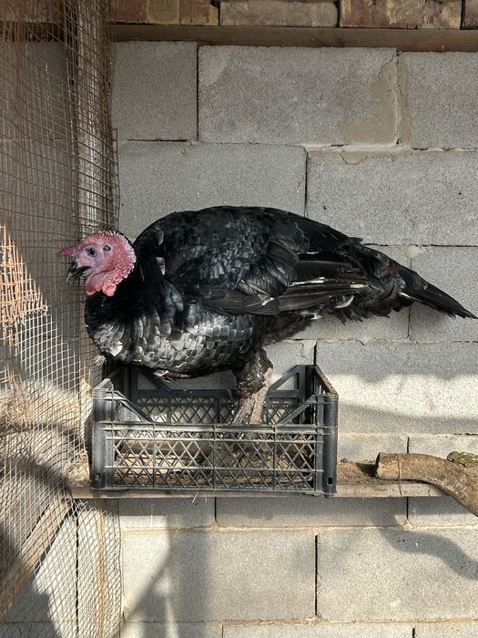 продаю индюка           .