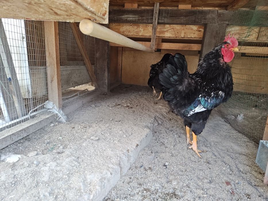 Барневельдер серебристый 1+1 сотилади.