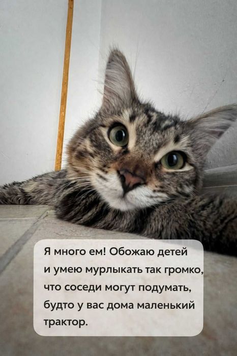 Молодой котик в поисках дома!