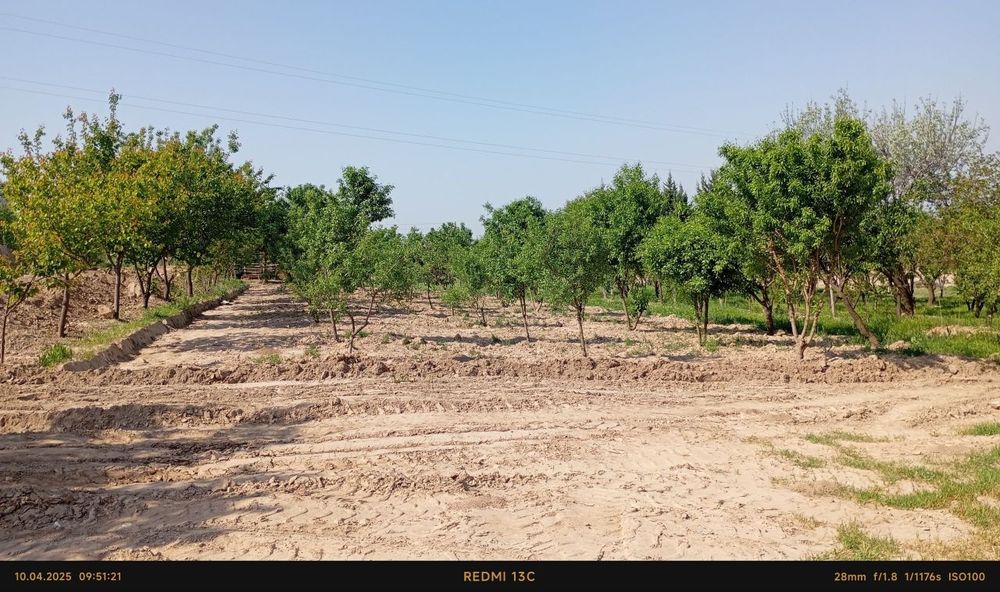 Кумкургон тумани Корсокли МФДан