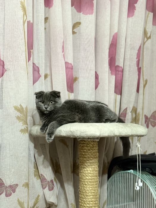 Шотландский вислоухий