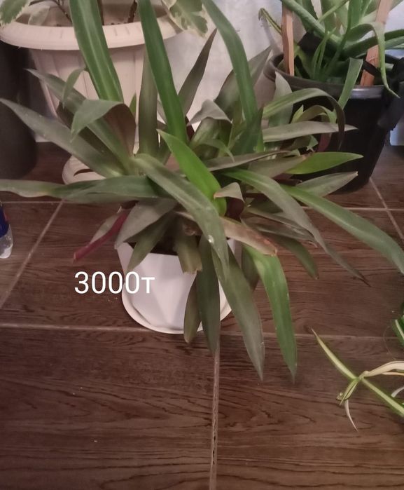 алоэ вера для настоек