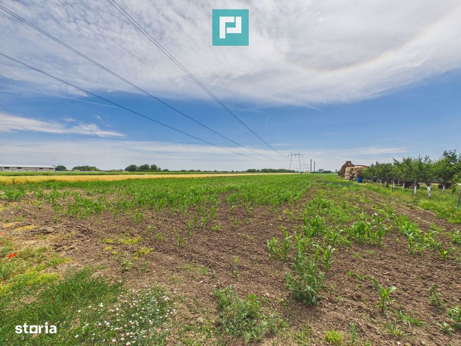 Teren extravilan 5000 mp, Arad