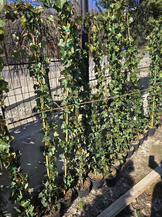 Dafin  Palmier pon-pon