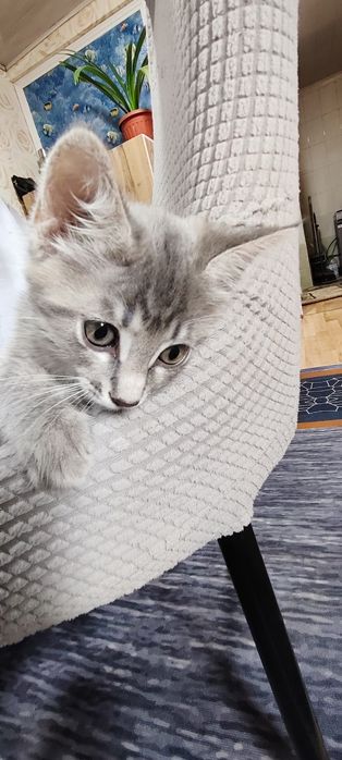 Отдам котят бесплатно