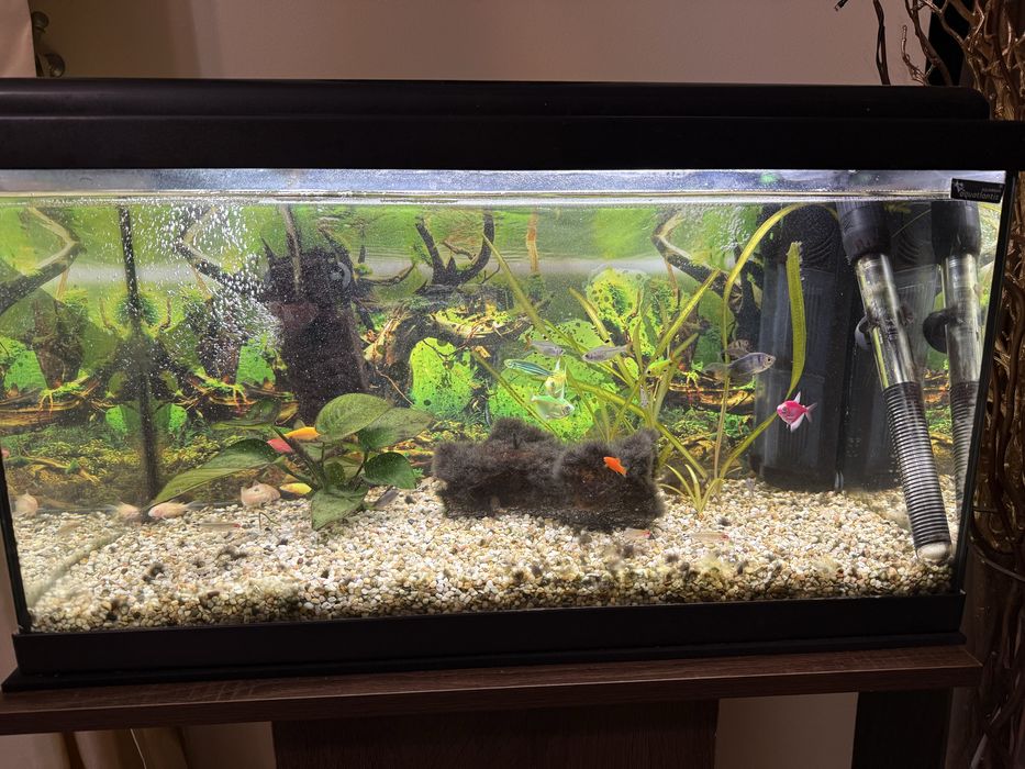 Vand Acvariu Aquatlantis!