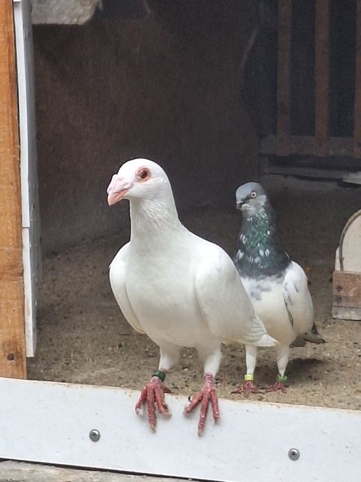 Porumbei zburatori de Budapesta