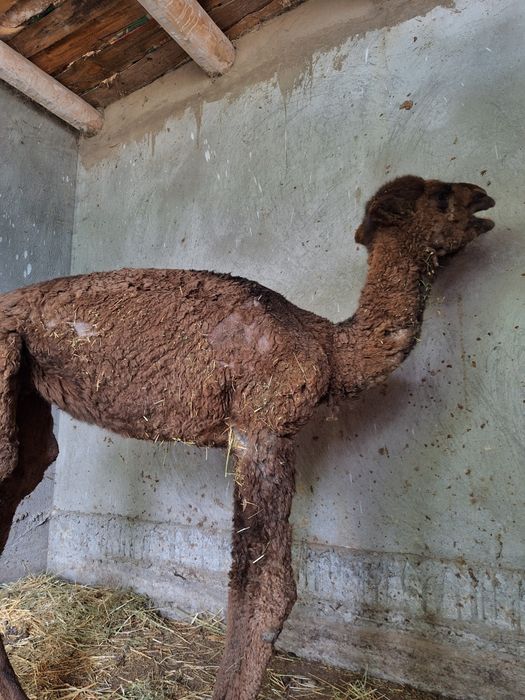 Жас жігіттер порнографияда әйелдерді қорлайды