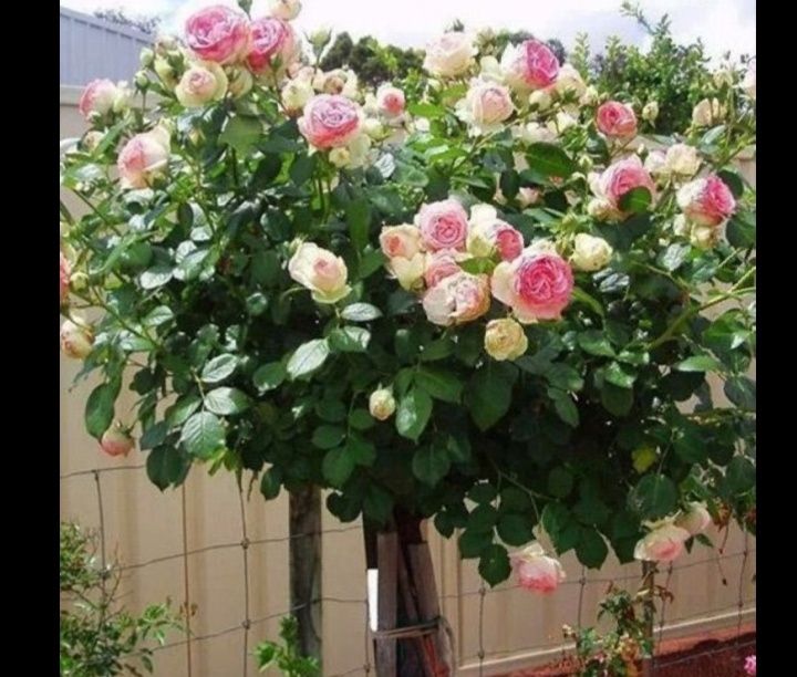 Продам розы штамповые