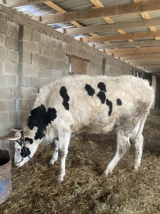 галштейн тана ұрғашы