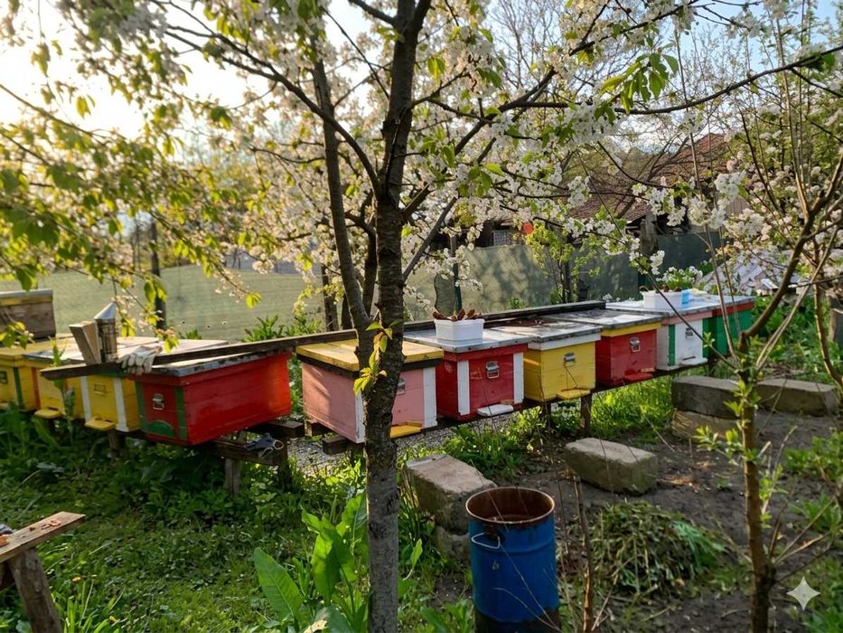 Vand familii de albine