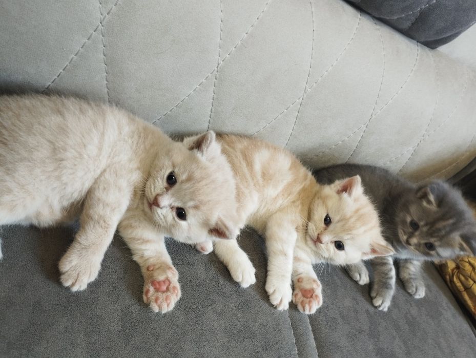 Чистокровный Шатланский скотиш страйт  от правильной вязки.