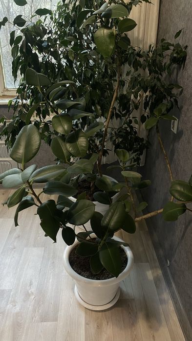 Продам Фикус Каучуковый
