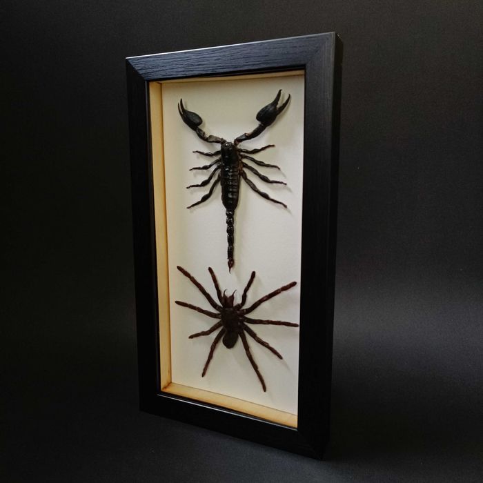 Подарък за зодия Скорпион, Препариран истински скорпион в рамка
