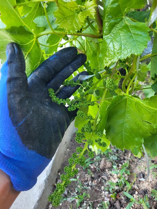 Виноград черенки