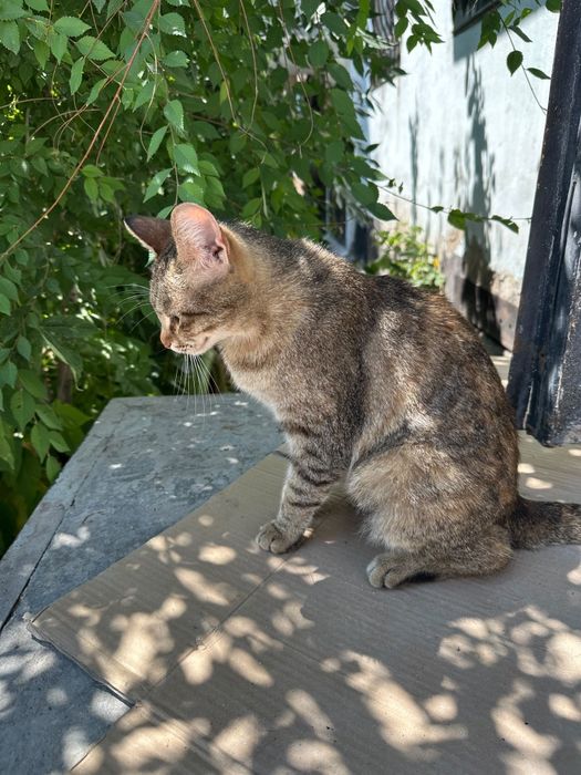 В добрые руки кошечка