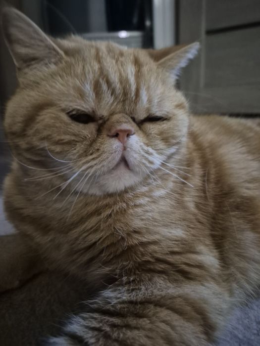 Продается котик в добрые руки