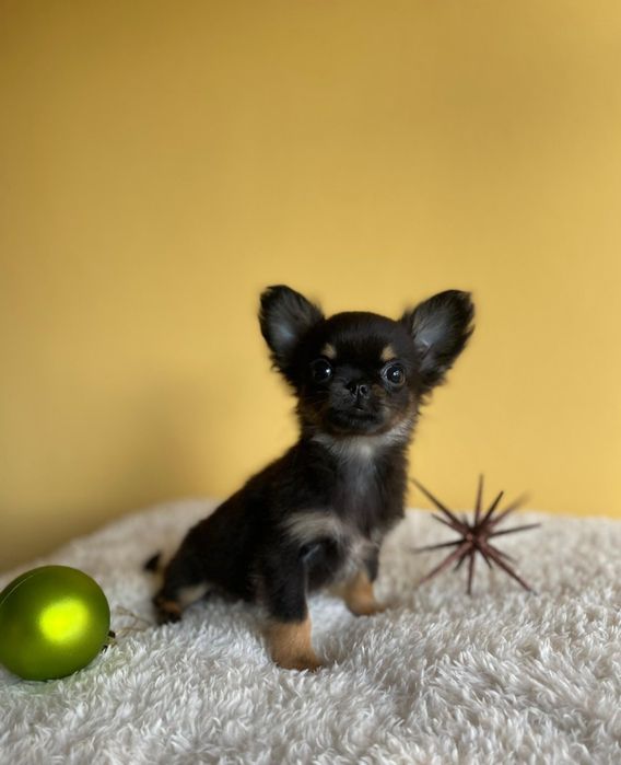 Дългокосместо чихуахуа