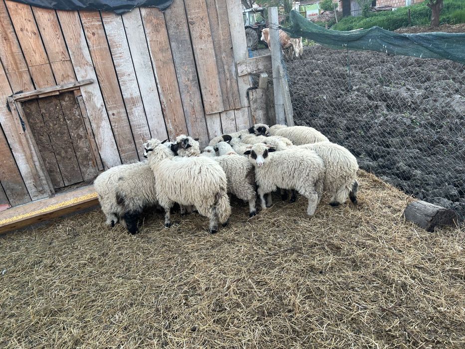 Vând miei frumoși și sănătoși