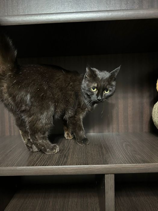 Отдам кошечку в добрейший руки