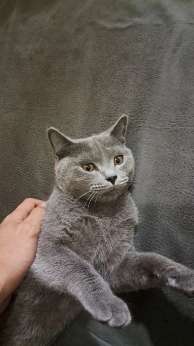 продаётся кошка британская