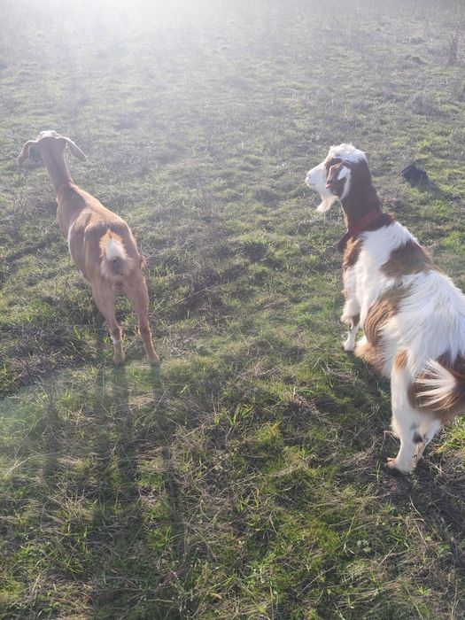 Vând o capră românească(3ani ) și o iediță rasă mixtă ambele gestante.