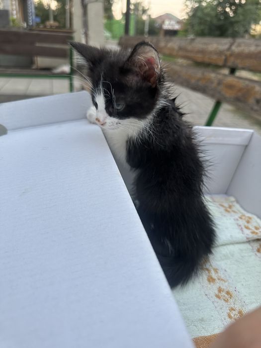 Ищу хозяйна этому котику