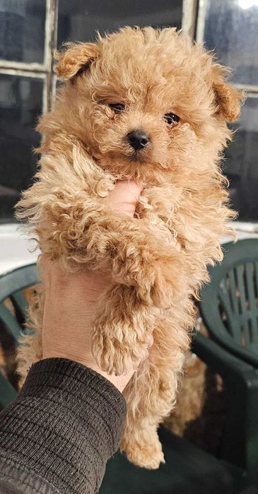 Pomapoo Померан/Пудел